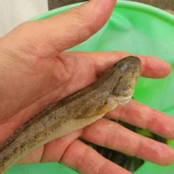 淀川ハゼ釣り大会