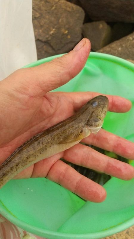 淀川ハゼ釣り大会