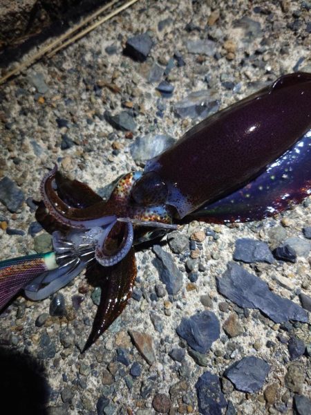 エギング〜ジグ