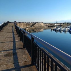 障泥5杯、甲1杯