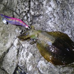 いつもの磯が渋い