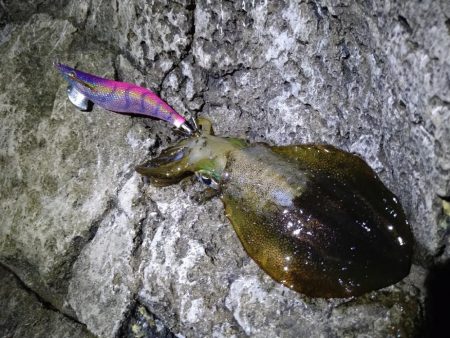 いつもの磯が渋い