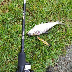 イサキの仔が岸際に群れて