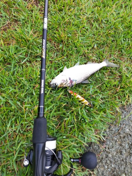 イサキの仔が岸際に群れて