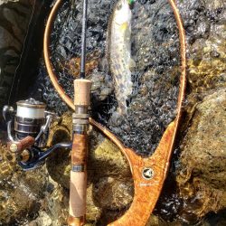 台風荒れに期待したが、、