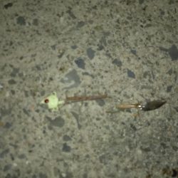 真夜中の時合いでタチウオ高活性