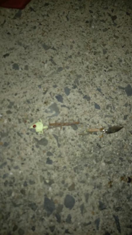 真夜中の時合いでタチウオ高活性