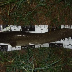雨前後のタイミングでナマズ