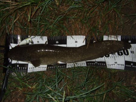 雨前後のタイミングでナマズ