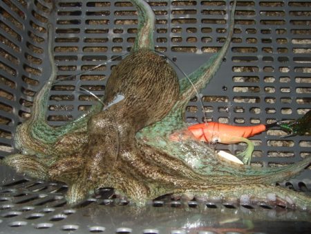 釣果情報が少なくなる9月のタコは逆に狙い目…