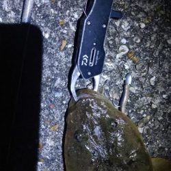 ニュータックルで良型マゴチゲット!