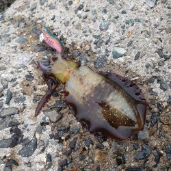 ちょっと渋い…