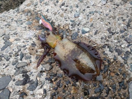 ちょっと渋い…