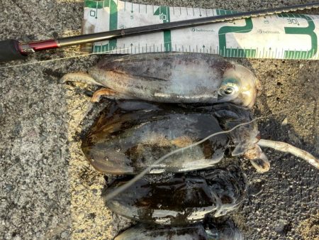 2024 佐渡ヶ島エギング 15回目【9月…