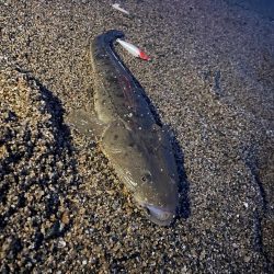 秋のフラットサーフゲーム開幕！！