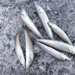 播磨新島釣行31