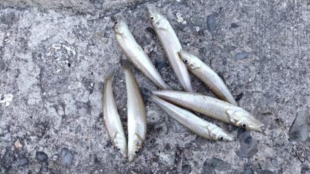 播磨新島釣行３１