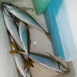 アジはどちらに？