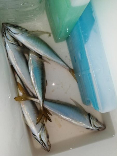 アジはどちらに？