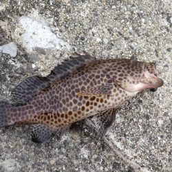 根魚探し@南紀~中紀