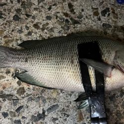 台風明けでグレが戻ってきた！夜に入れ食い