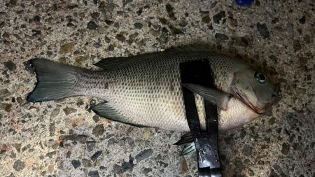 台風明けでグレが戻ってきた！夜に入れ食い