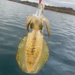 良い型が揃ってきました