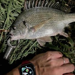 アーバンチニング⑦ シルバーウルフデビュー