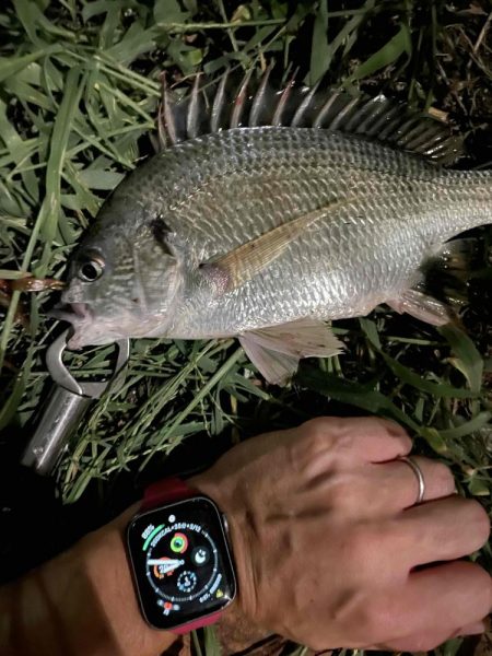 アーバンチニング⑦　シルバーウルフデビュー…