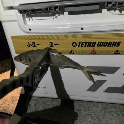 久しぶりのアジング楽しいヤン！