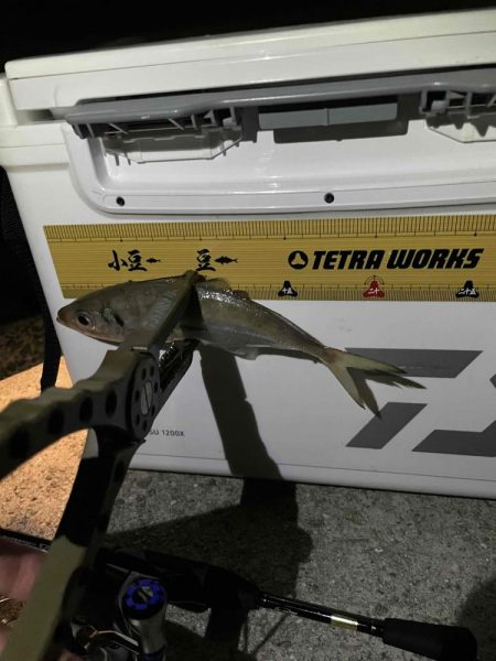 久しぶりのアジング楽しいヤン！