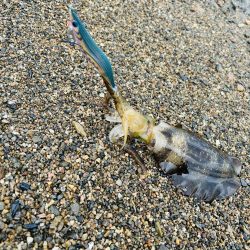 秋エギング開幕？