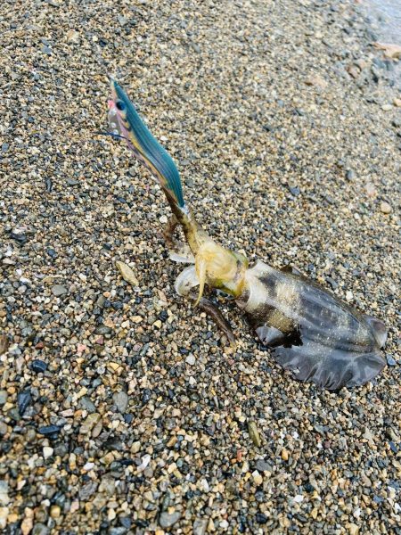 秋エギング開幕？