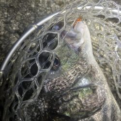 プラグチニング月間100尾の壁