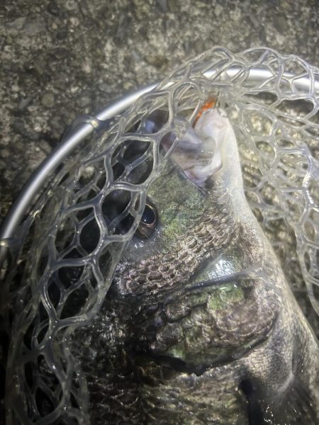 プラグチニング月間100尾の壁