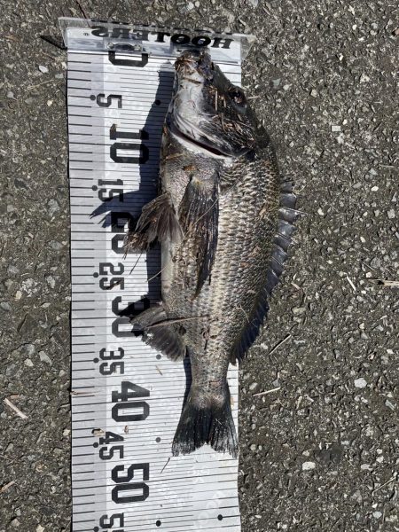 イチノ兄弟、釣果！