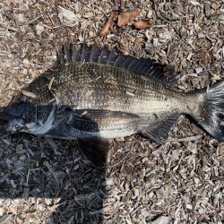 イチノ兄弟、釣果!