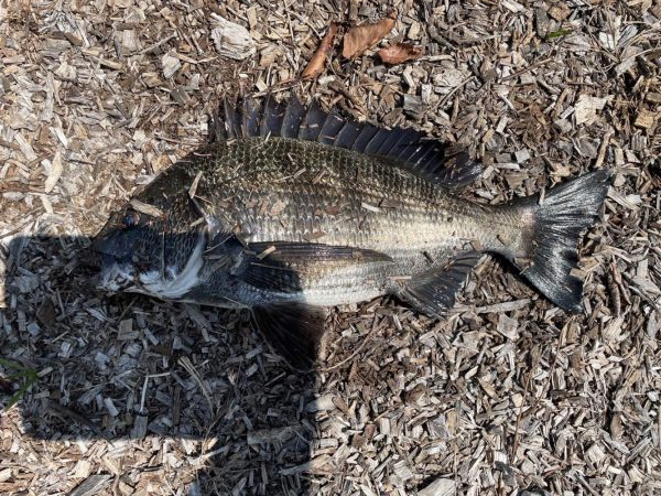 イチノ兄弟、釣果!