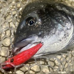 ラパラを封印して