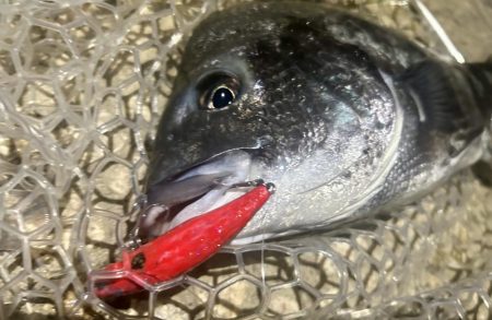 ラパラを封印して