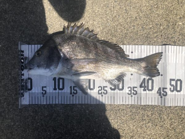 イチノ兄弟、釣果!