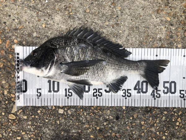 イチノ兄弟、釣果!