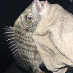 台風後もチヌとメッキ開幕！