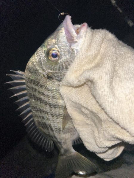 台風後もチヌとメッキ開幕！