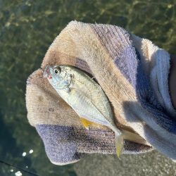 メッキのちマゴチ!