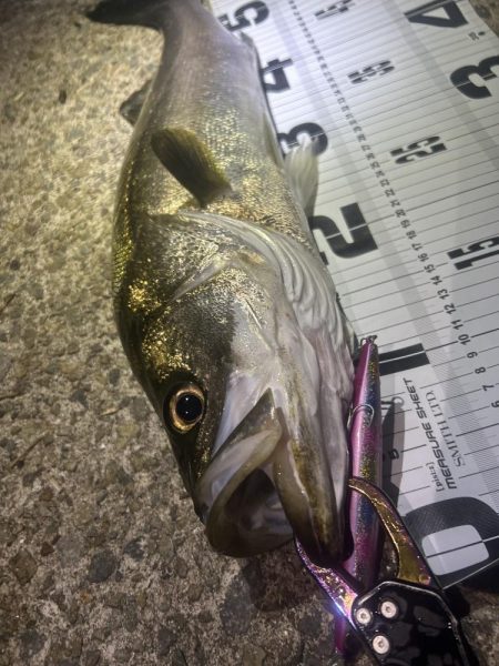 釣り仲間の初シーバス!