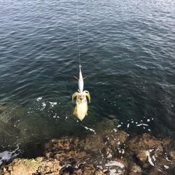 エギング　佐渡遠征①1日目