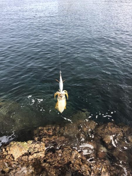 エギング　佐渡遠征①1日目