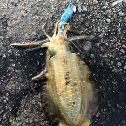 エギング 佐渡遠征②2日目