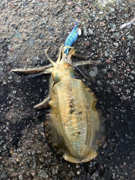 エギング 佐渡遠征②2日目